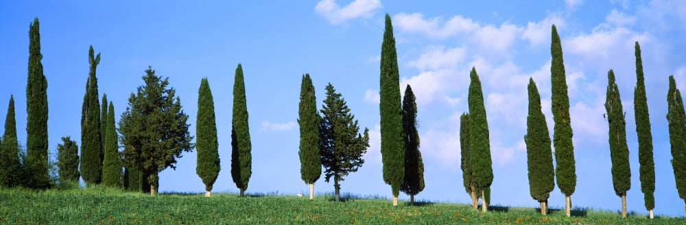 Cypress trees on a hill Tuscany Italy Canvas Art - Panoramic Images (27 x 9)