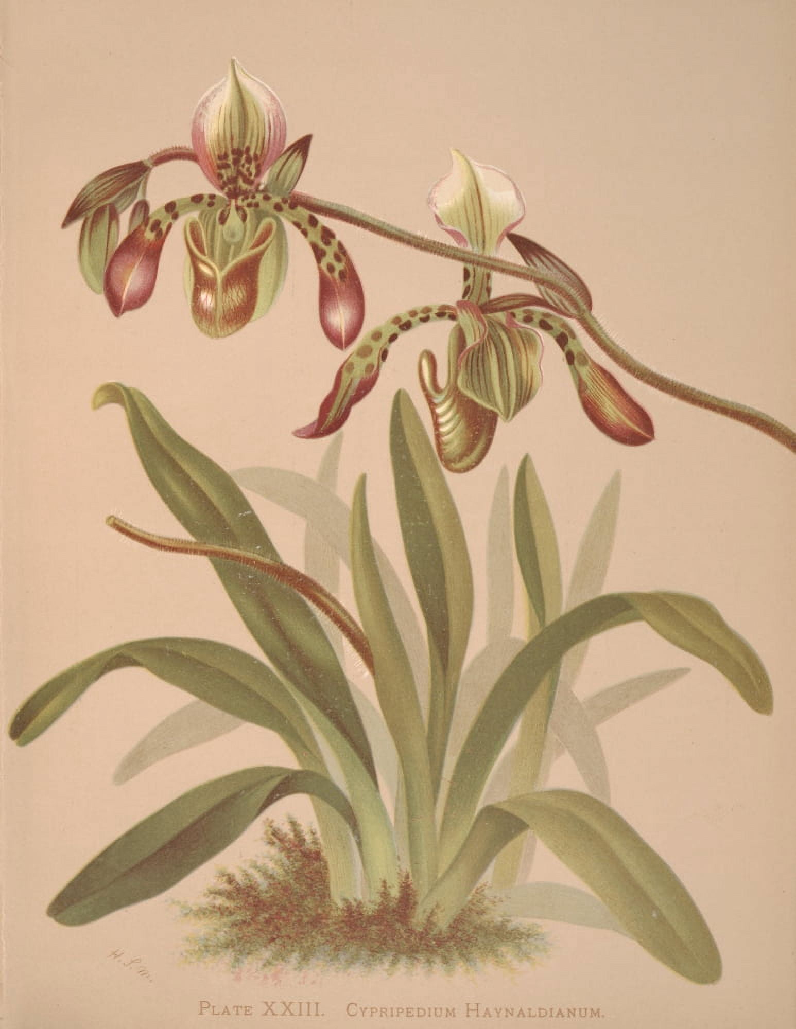 Cypripedium Haynaldianum Canvas Art - HS Miner (24 x 36)