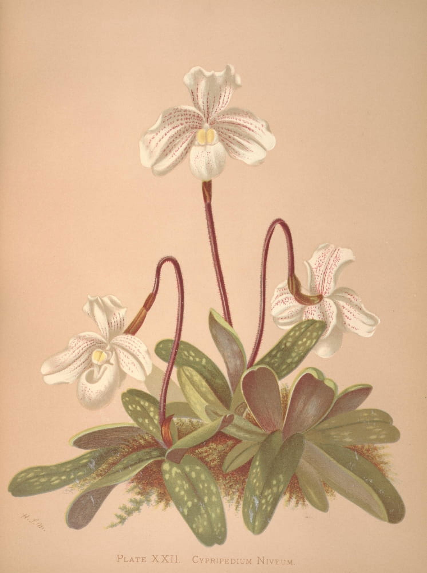 Cypripedium Niveum Canvas Art - HS Miner (18 x 24)