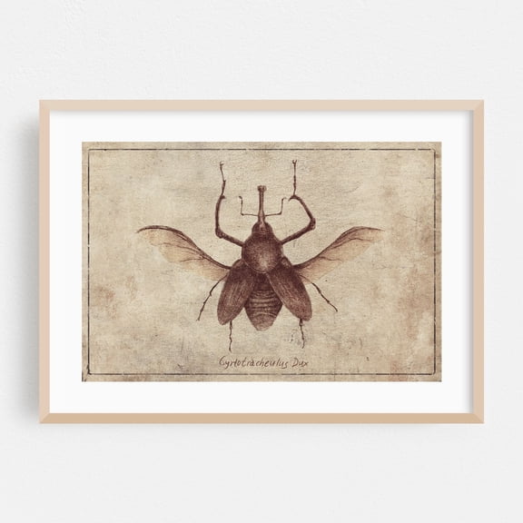 Cyrtotracheulus Dux - Drawing Vintage Botanical Nature Rustic Oak Framed Wall Art Print 5 x 7 inches