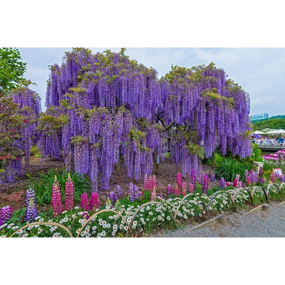 Cz Grain 20 Chinese Wisteria 'Wisteria Sinensis' Plant Seeds