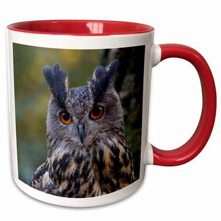 3drose, Czech Republic, Liberec, Sychrov. Captive Eagle Owl., 11oz Two-tone Red Mug