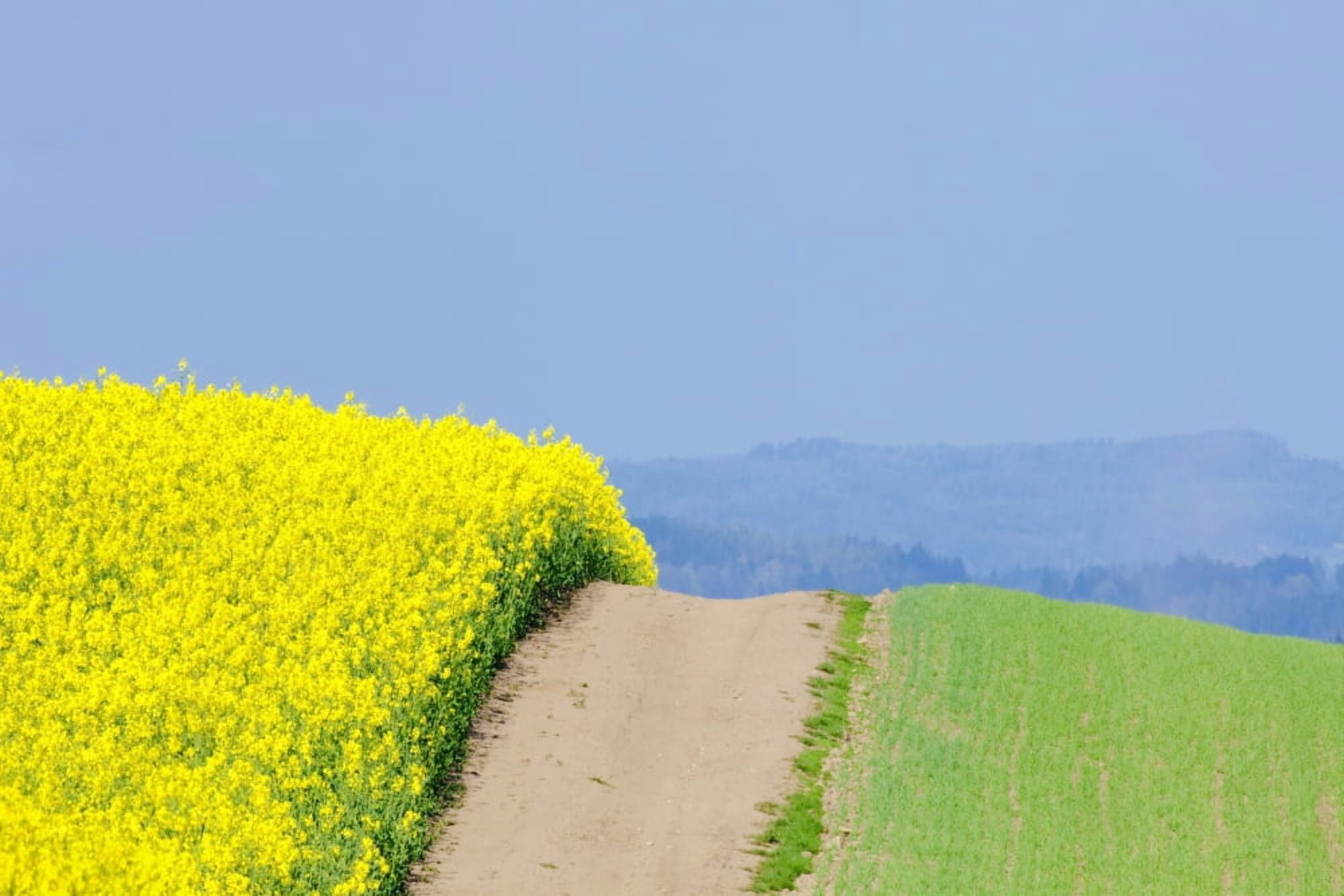 Czech Republic Sothern Bohemia - Field of Rape and Blue Sky Canvas Art - Panoramic Images (27 x 9)