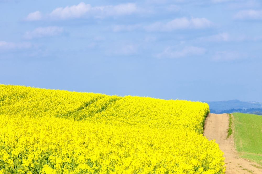 Czech Republic Sothern Bohemia - Field of Rape and Blue Sky Canvas Art - Panoramic Images (27 x 9)