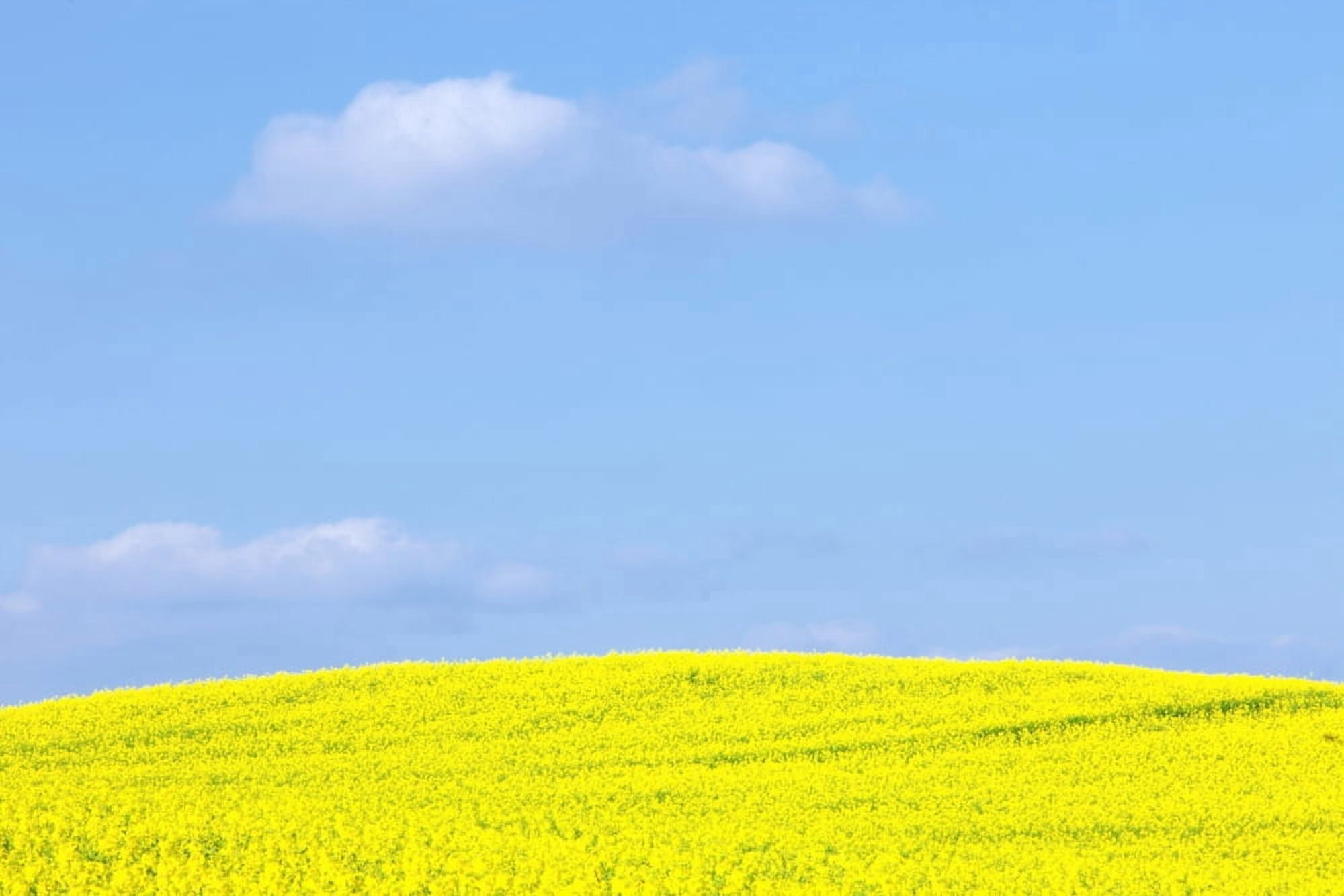 Czech Republic Sothern Bohemia - Field of Rape and Blue Sky Canvas Art - Panoramic Images (27 x 9)