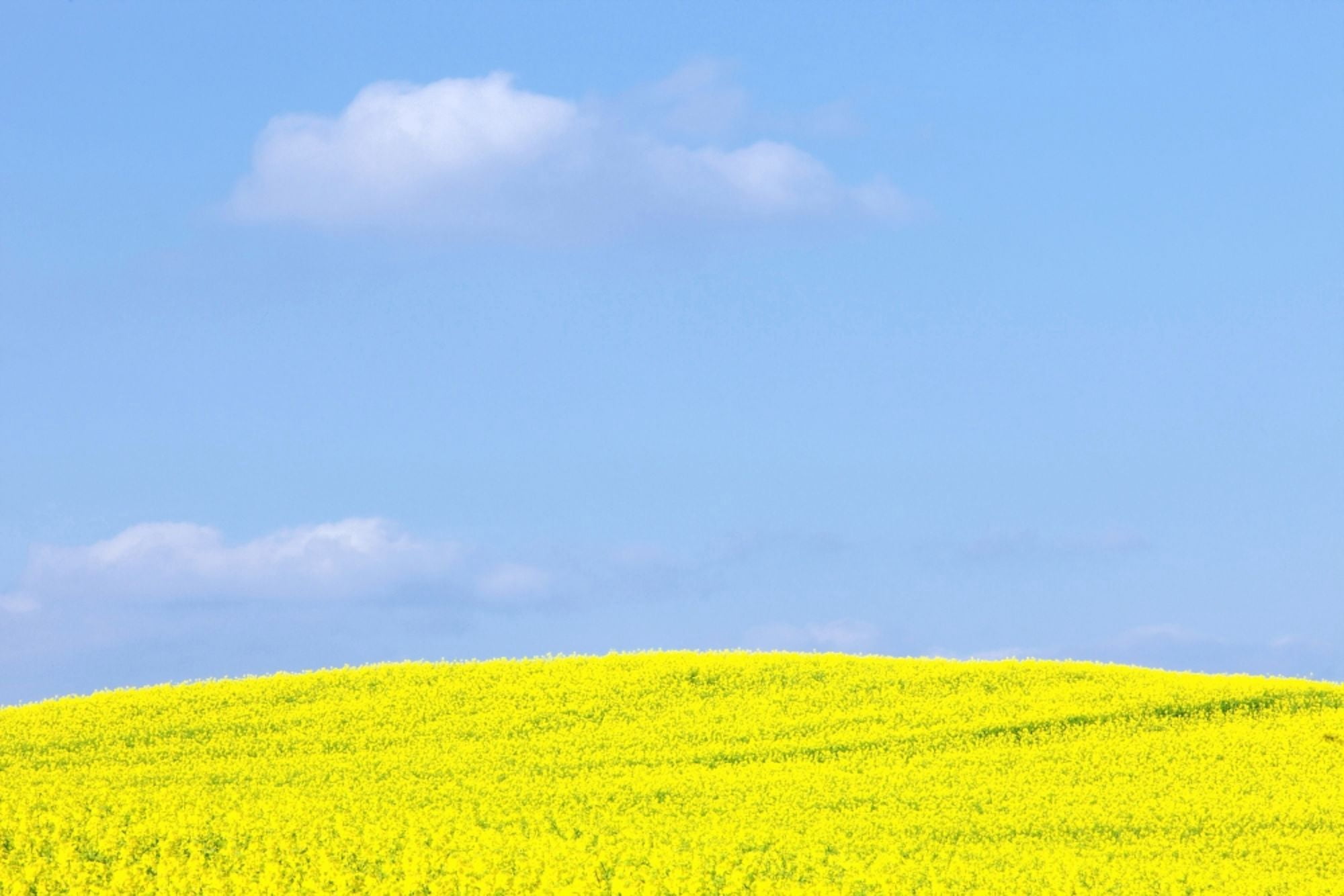 Czech Republic Sothern Bohemia - Field of Rape and Blue Sky Canvas Art - Panoramic Images (36 x 12)