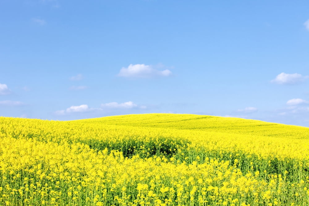 Czech Republic Sothern Bohemia - Field of Rape and Blue Sky Canvas Art - Panoramic Images (36 x 12)
