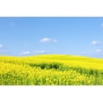 thumbnail image 1 of Czech Republic, Sothern Bohemia - Field of Rape and Blue Sky Poster Print (27 x 9), 1 of 1