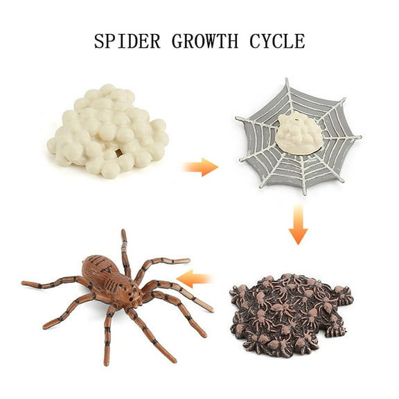 D 4 Piece Spider Growth Cycle Model Set Insect Figurines Educational Toy