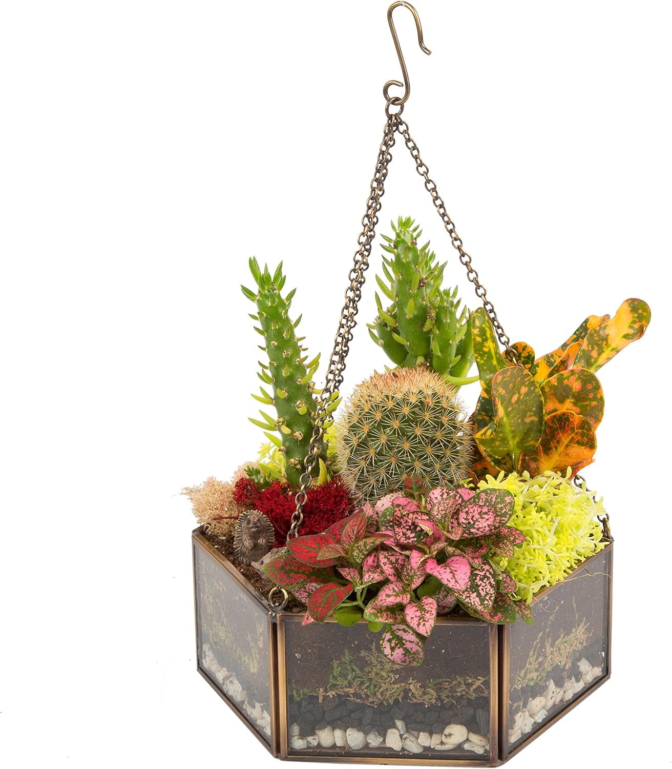 D'Eco Glass Geometric DIY Terrarium, Succulent & Air Plant- Hanging Mini Hexagon Shaped for Indoor Gardening Decor- Create Your own Flower, Fern, Moss Centerpiece