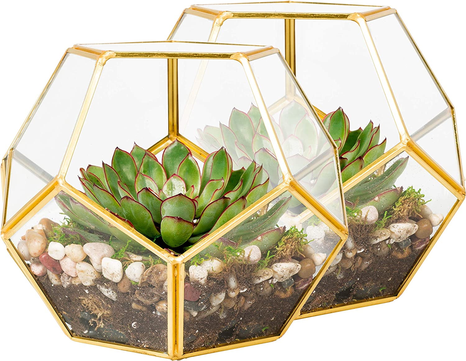 D'Eco Glass Geometric Plant Terrarium (Set of 2) - Indoor Tabletop Gold Sphere Planter Terrarium - Succulents, Air Plants, Moss - Home Garden Office Wedding Decor - Gift Idea for Plant Lovers