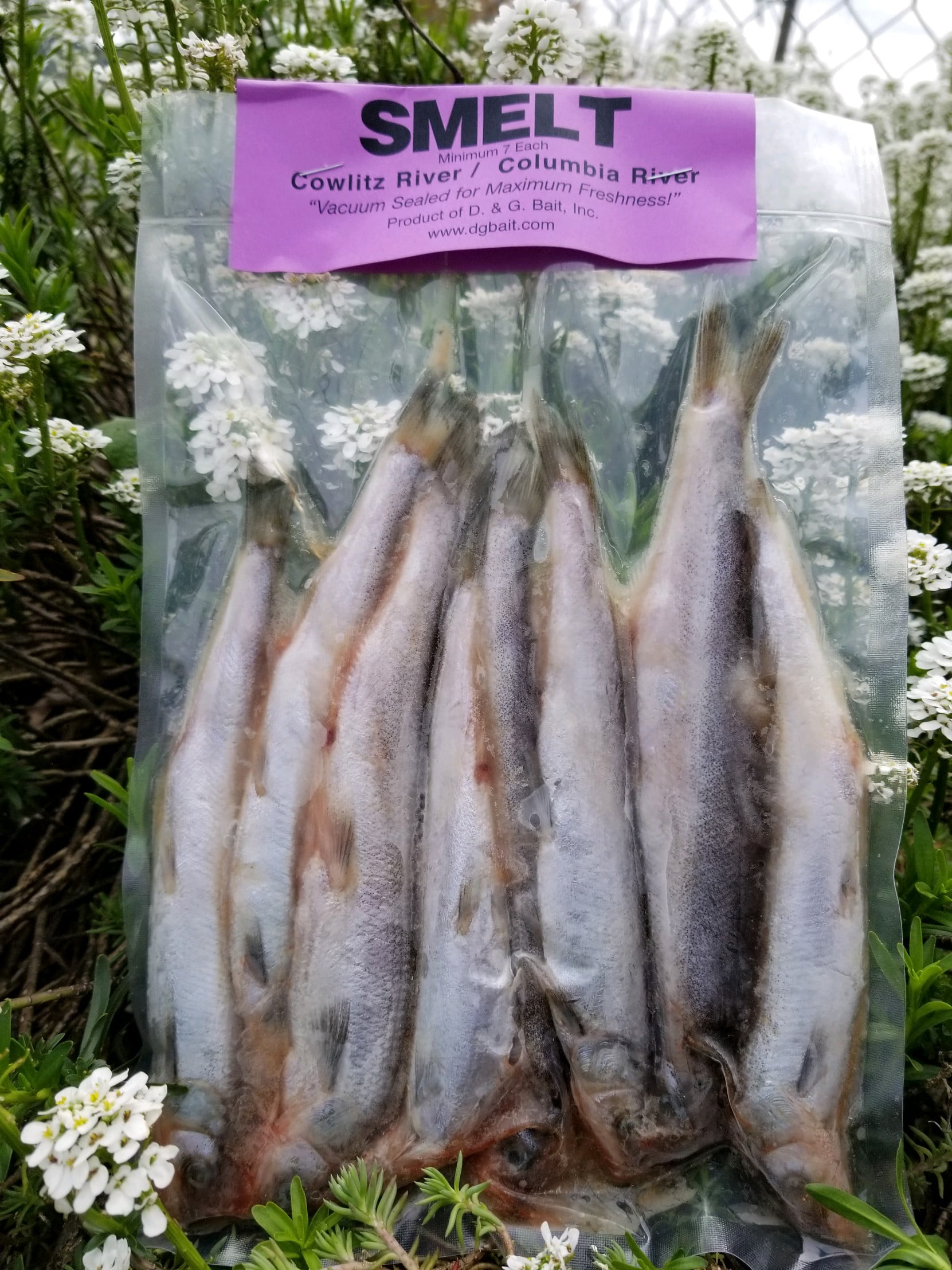 D & G Bait Smelt Preserved Bait, 7 Count