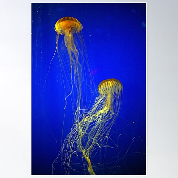 D Lawson Photography - Vibrant Jellyfish Poster Wall Art, Modern Wall Decor For Living Room Bedroom, 8x12 UNFRAMED