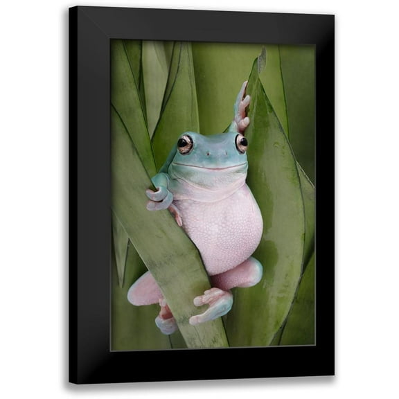 D Lester, Linda 11x14 Black Modern Framed Museum Art Print Titled - A Whites Tree Frogs Pose