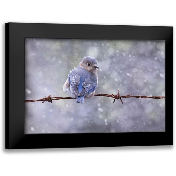 D Lester, Linda 14x11 Black Modern Framed Museum Art Print Titled - Eastern Bluebird