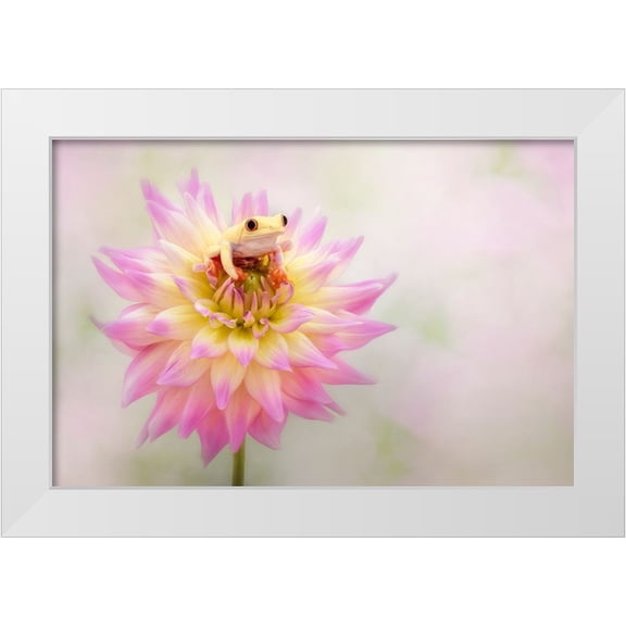 D Lester, Linda 32x23 White Modern Wood Framed Museum Art Print Titled - Albino Red Eyed Tree Frog On A Dahlia