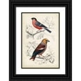 thumbnail image 1 of D Orbigny, M. Charles 23x32 Black Ornate Wood Framed with Double Matting Museum Art Print Titled - D Orbigny Birds IV, 1 of 4