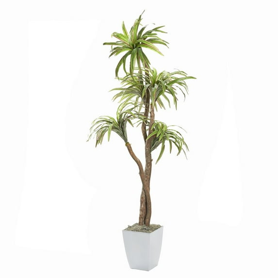 6' Dracaena Tree in White Square Metal Planter