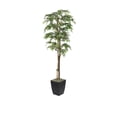 thumbnail image 1 of D & W Silks 6' Ruscus Tree in Black Metal Planter, 1 of 2