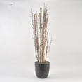 thumbnail image 1 of D & W Silks 7' Birch Pole And Birch Branches in Round Black Textured Planter, 1 of 1