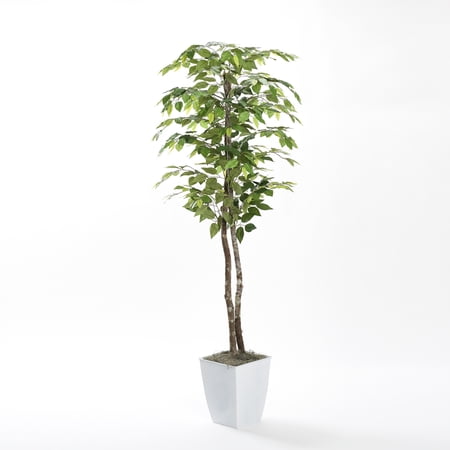 D&W Silks 7' Green Ficus Tree in White Square Metal Planter