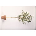 thumbnail image 1 of D&W Silks 72" Olive Tree in Terra Cotta Planter, 1 of 1