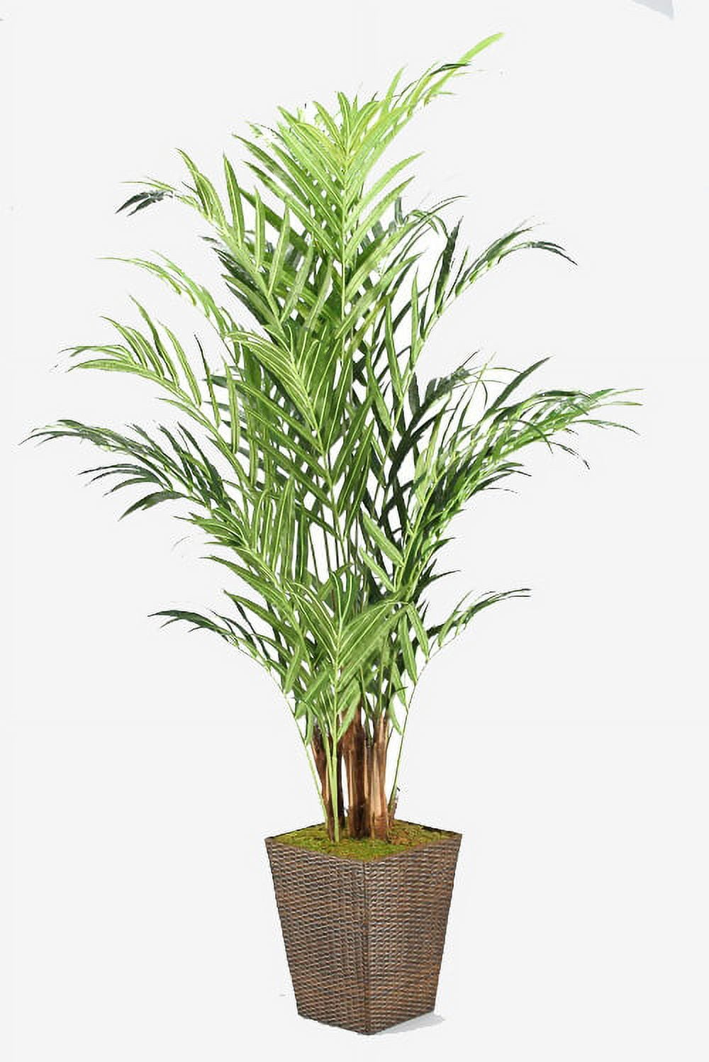 8' Green Artificial Kentia Palm in Square Wicker Basket
