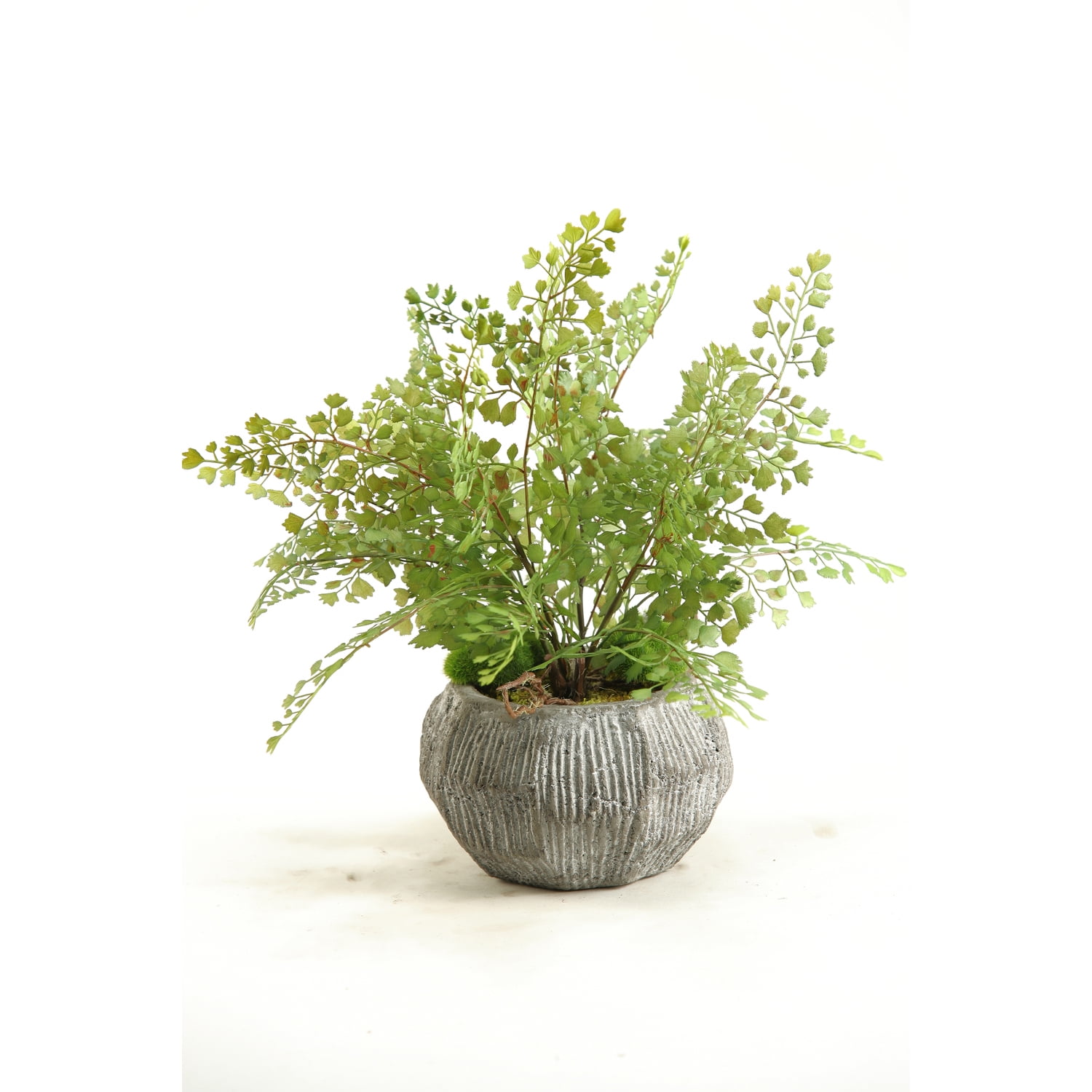 Green Silk Maiden Hair Fern in Textured Ceramic Planter