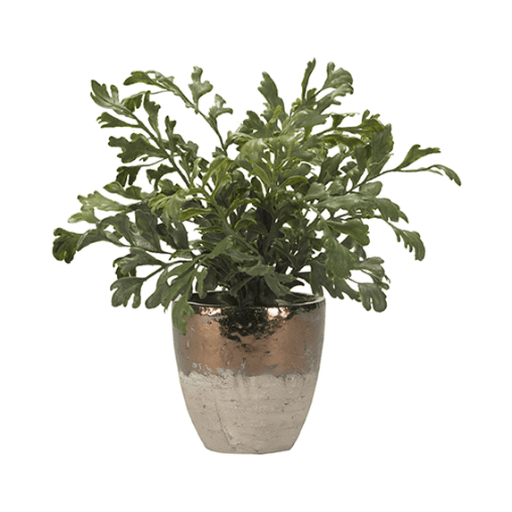 D&W Silks - Harefoot Fern in Rustic Ceramic Planter