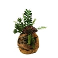 thumbnail image 1 of D&W Silks Jade Plant, Aloe, Echeveria and Mini Dracaena in Wooden Root Ball Planter, 1 of 2