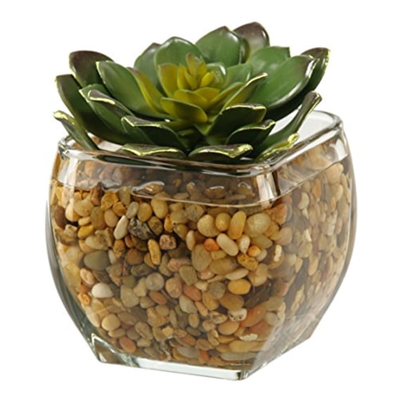 D&W Silks Large Echeveria in Glass Cube