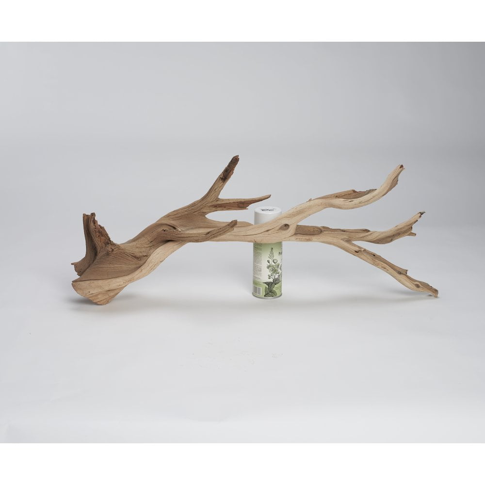 fleur ami Ghostwood sand blasted branchy, 120-140 cm High quality & premium fleur ami Ghostwood sand blasted branchy, 120-140 cm High quality & premium