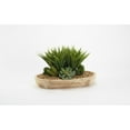 thumbnail image 1 of D&W Silks Lily Grass, Echeveria, And Succulents in Oval Wooden Bowl, 1 of 1
