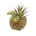 thumbnail image 1 of D&W Silks Yucca Succulent in Glass Cube, 1 of 2