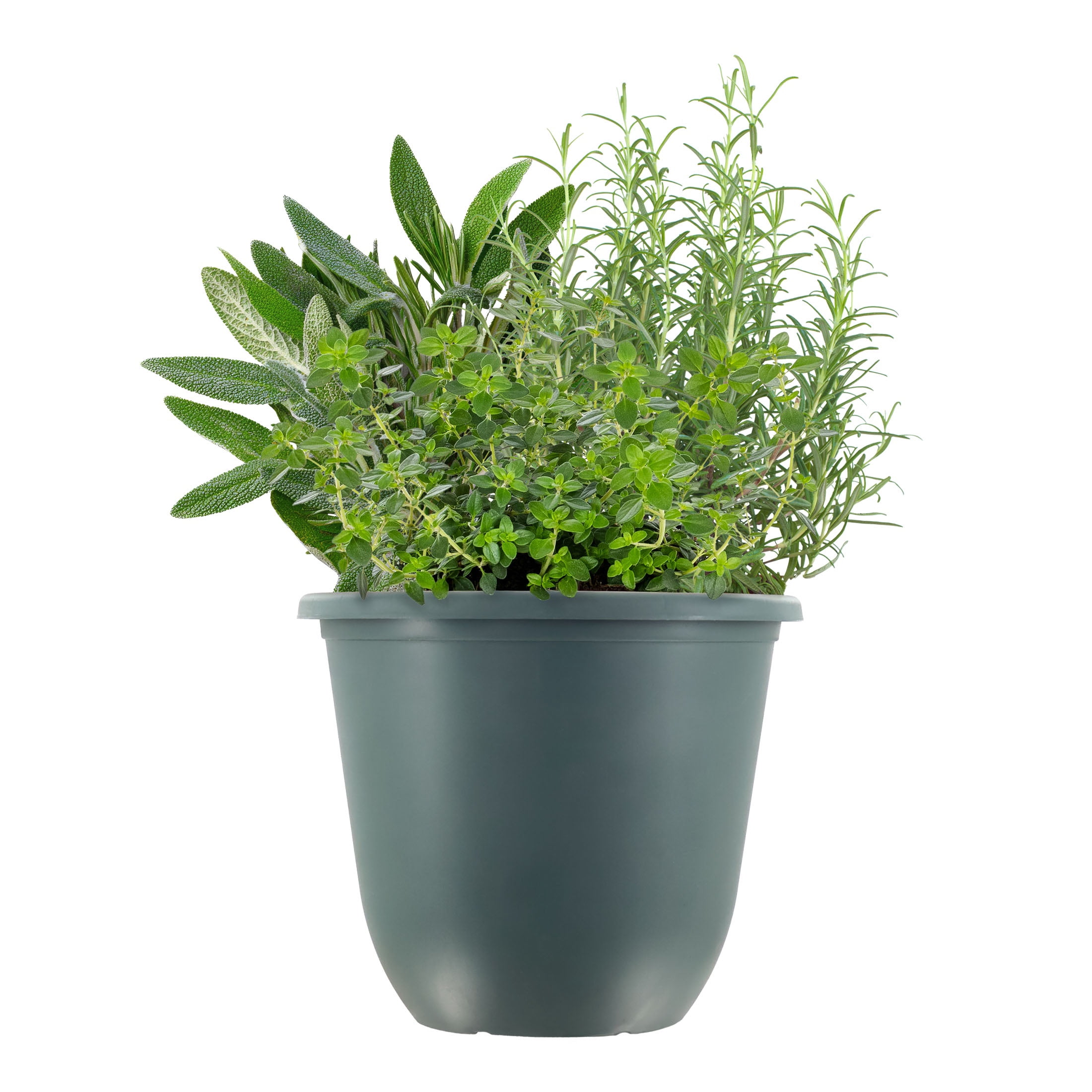 Rosemary Plants & Live Rosemary Bushes | Walmart - Walmart.com