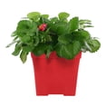 thumbnail image 1 of Expert Gardener 14" Red Strawberry Live Plants in 7" Decorative Pot Full Sun, 1 of 8