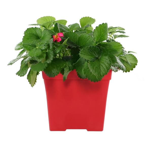 Expert Gardener 14" Red Strawberry Live Plants in 7" Decorative Pot Full Sun