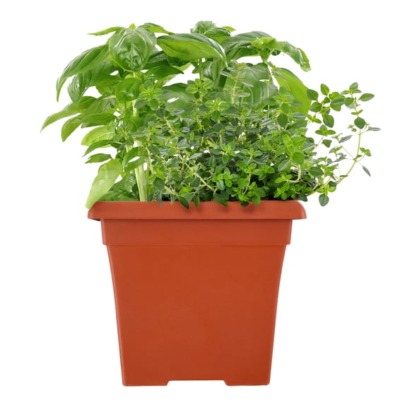 Expert Gardener 14" Basil Oregano Thyme Herb Combo Live Plants in 7" Decorative Pot