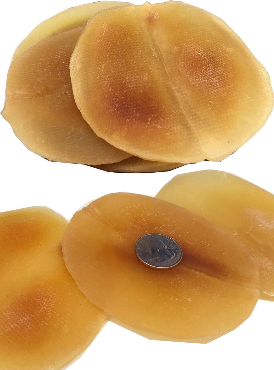DABC OAK LAND 1LB=453g Dried sliced whelk Conch Slices,South American ...