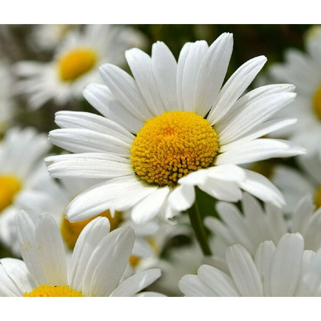 DAISY SHASTA Chrysanthemum Maximum 5,500 Bulk Seeds