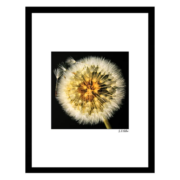 DANDELION Framed Printed Photograph