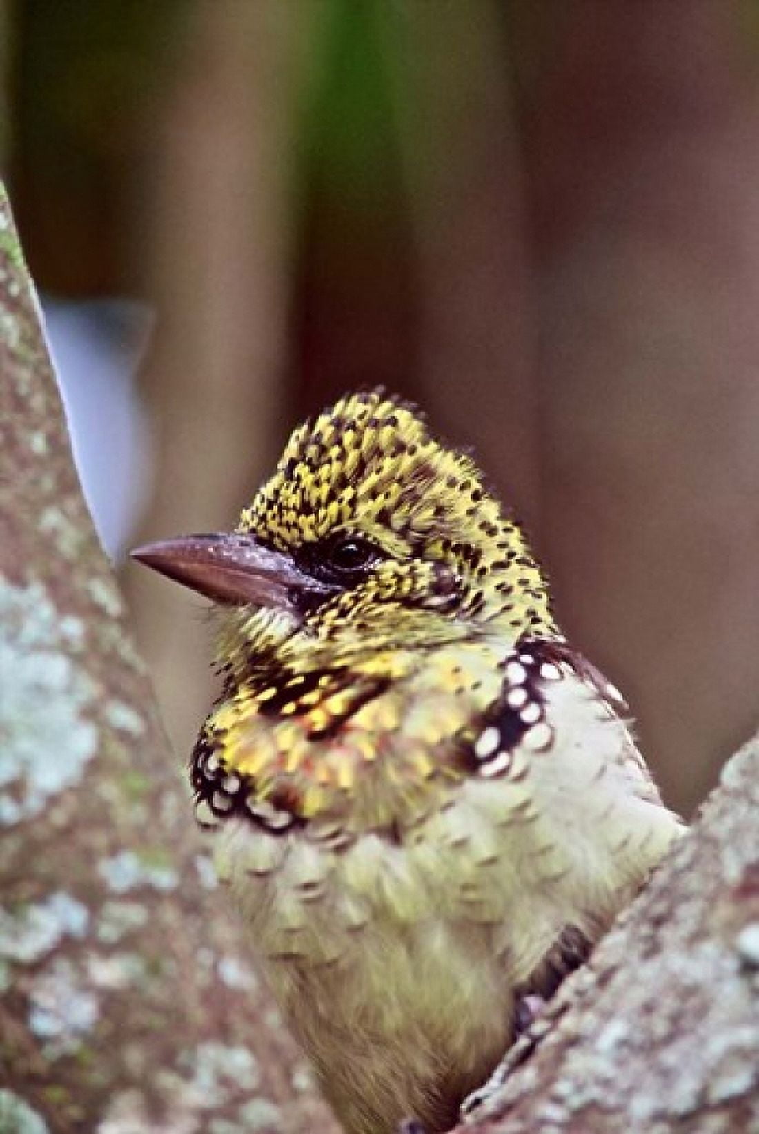 DArnauds Barbet Tanzania Canvas Art - Connie Bransilver DanitaDelimont (23 x 34)