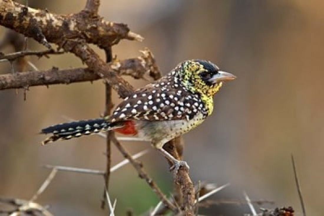 DArnauds Barbet bird Samburu Reserve Kenya Canvas Art - Adam Jones DanitaDelimont (24 x 15)