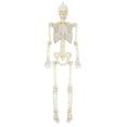 thumbnail image 1 of Way To Celebrate 5 ft Poseable LED Illuminated Skeleton Halloween Decoration, 1 of 6