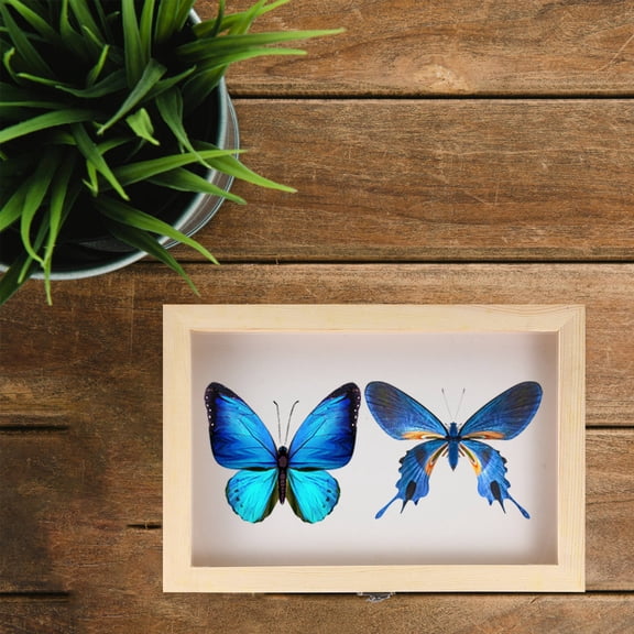 DEEPCRAFF Light Yellow Wooden Display Case with Clear Glass Top and EVA for Butterfly and Insect Specimens