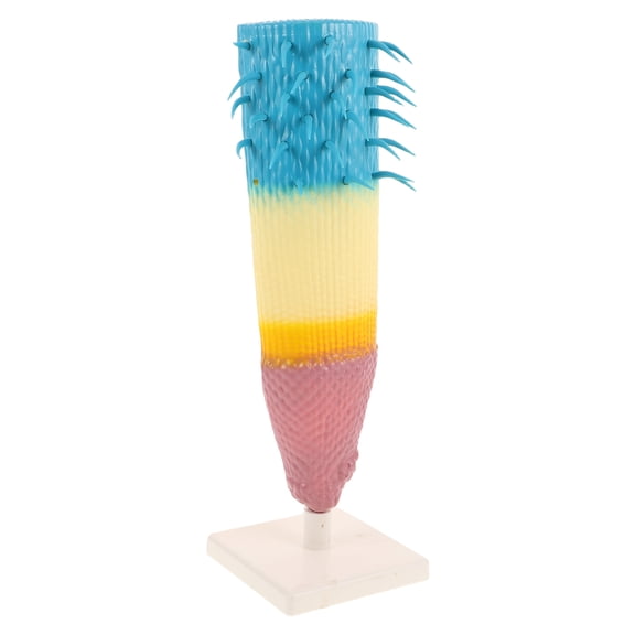 DEEPCRAFF Corn Root Anatomy Model Portable Biology Education Teaching Instrument