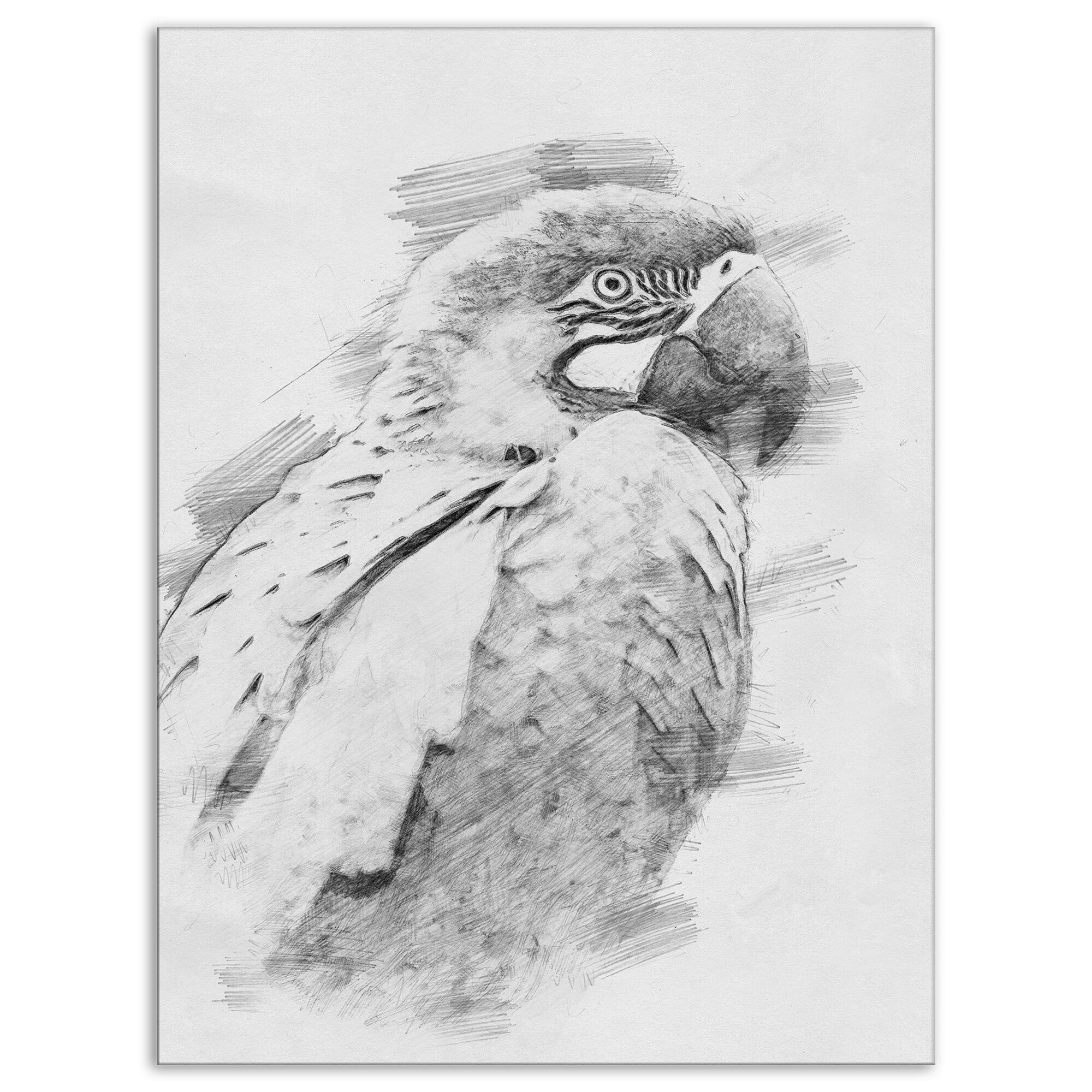 pencil drawing a parrot centered