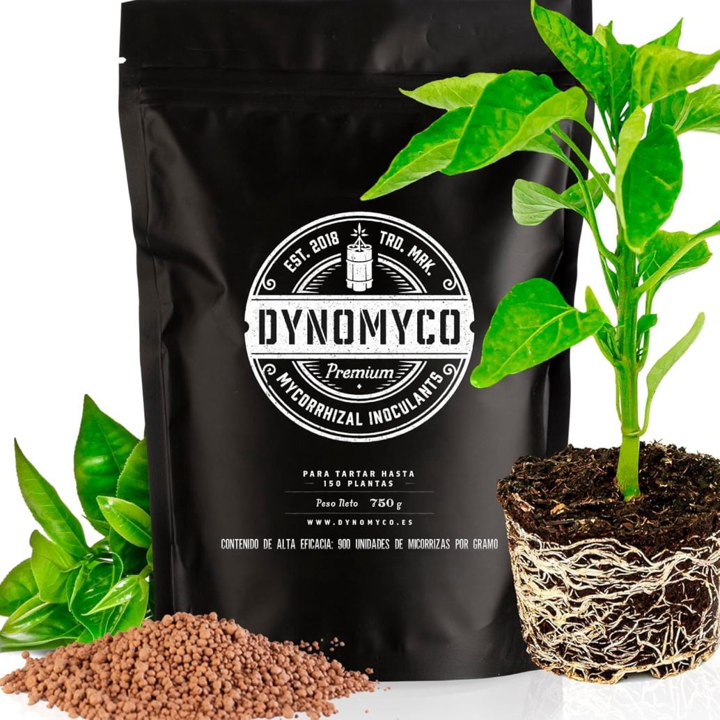 Kantoorbeplanting: Ideale (hydrocultuur) planten voor binnen