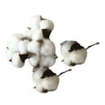thumbnail image 1 of FUEENIRVA 5pcs Dried Cotton Flower Room Decoration Multi Decoration DIY Wreaths Craft Enthusiasts, 1 of 8
