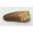 thumbnail image 1 of DINOSAURS ROCK® Genuine Spinosaurus Tooth #14 - Giant Exact Dinosaur Tooth you will get! 2 1/2", 1 of 1